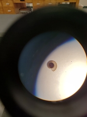 Striatura milium