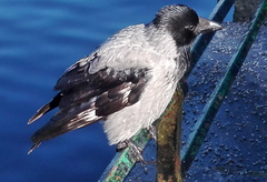 Corvus cornix