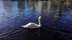 Cygnus olor