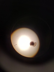 Striatura milium