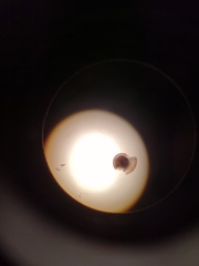 Striatura milium