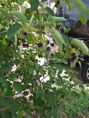 Vaccinium