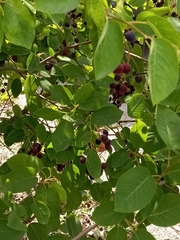 Vaccinium