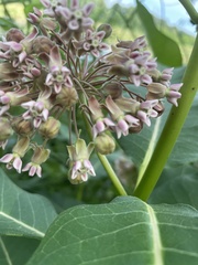Asclepias syriaca