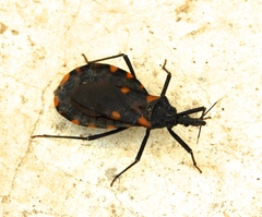 Triatoma longipennis