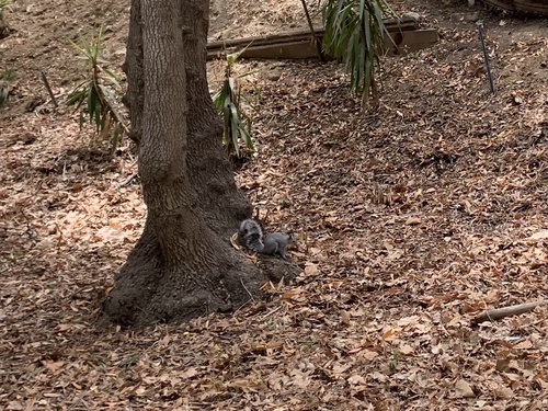photo of Western Gray Squirrel (Sciurus griseus)