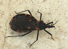 Triatoma longipennis