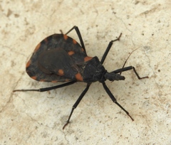 Triatoma longipennis