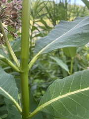 Asclepias syriaca