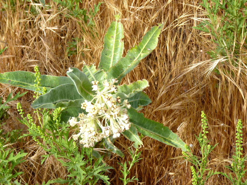 woollypod milkweed from San Diego County, CA, USA on July 10, 2010 at