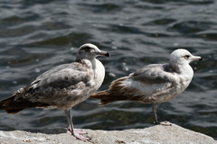 Larus glaucescens × occidentalis