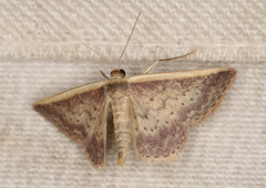 Idaea nephelota