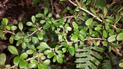 Coprosma colensoi