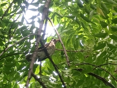 Turdus pelios saturatus