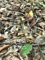Neottia smallii