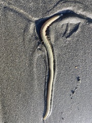 Nephtys californiensis image