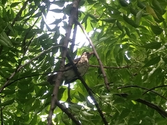 Turdus pelios saturatus