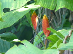 Heliconia episcopalis