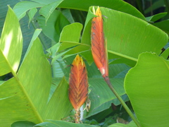 Heliconia episcopalis