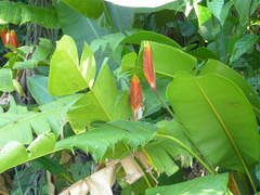Heliconia episcopalis