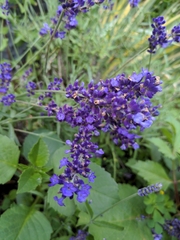 Lavandula angustifolia