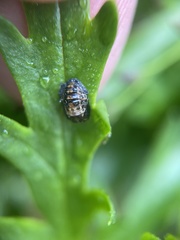 Adalia bipunctata