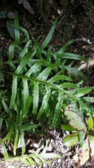 Microsorum novae-zealandiae