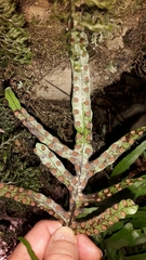 Microsorum novae-zealandiae