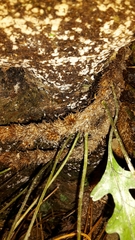 Microsorum novae-zealandiae