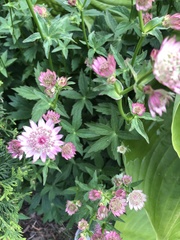 Astrantia