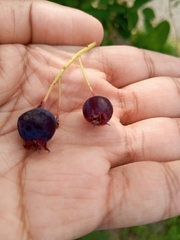 Vaccinium