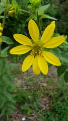 Silphium asperrimum