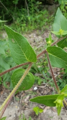 Silphium asperrimum