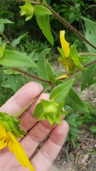 Silphium asperrimum