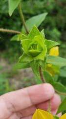 Silphium asperrimum