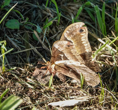 Callosamia angulifera
