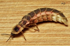 Lampyris fuscata apuliae