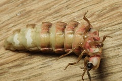 Lampyris fuscata apuliae