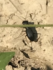 Dromochorus belfragei