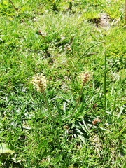 Plantago alpina