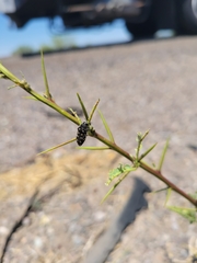 Acmaeodera delumbis