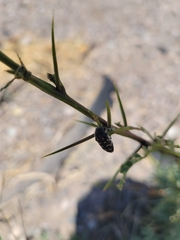 Acmaeodera delumbis