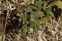 Lantana camara