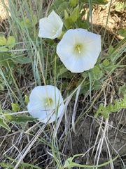 Calystegia macounii