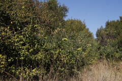 Crotalaria agatiflora