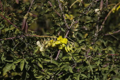 Crotalaria agatiflora