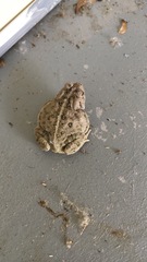 Anaxyrus fowleri