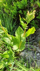 Rumex arifolius
