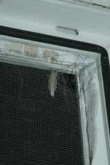 Phragmataecia castaneae