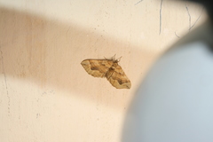 Pelurga comitata